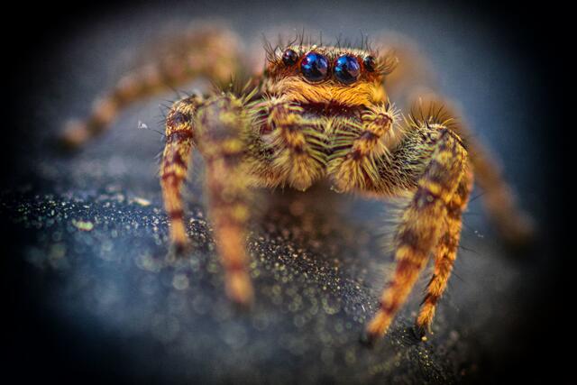 Faszinierend-gruslig: Diese Spinne fand Heimatreporter Bernd Müller aus Ittlingen an seinem Mini-Teich im Garten. | Foto: Bernd Müller