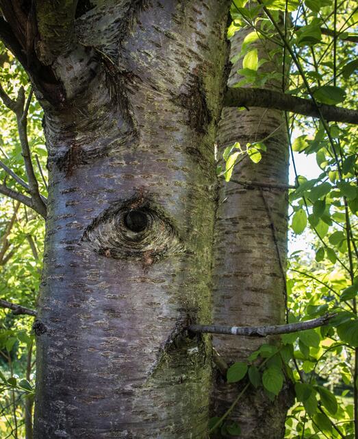 Das Auge