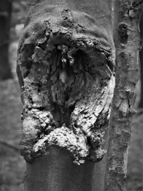 ...der Schlund...