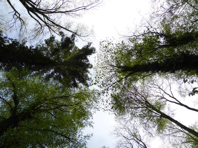Das Baum-Karussell