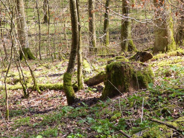 Die Moosschwanzschlange von Wollenberg
