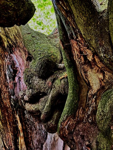 Der Lindendämon sitzt in einem Naturdenkmal - wie frech!
