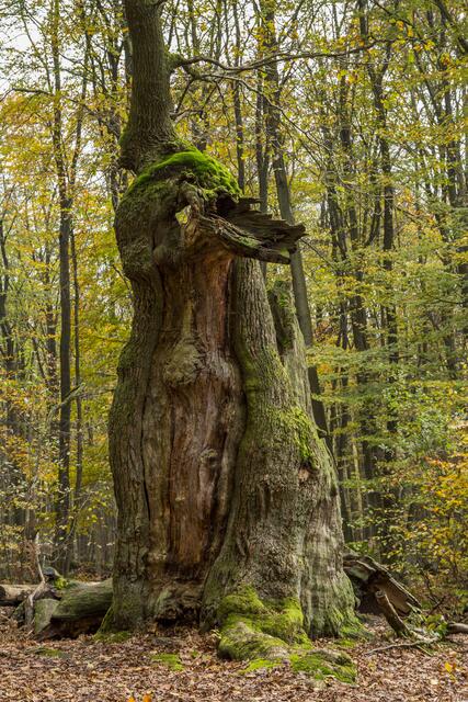 Ente im Baum