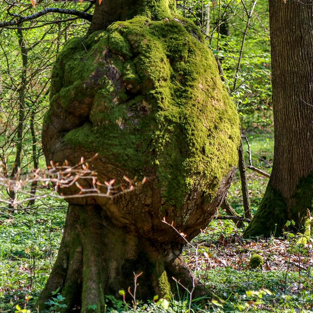 Was passiert denn hier im Wald? Schau genau hin!  ...sehr grimmig schauender Baum!