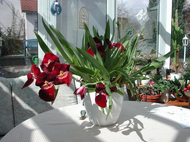 Miltonia