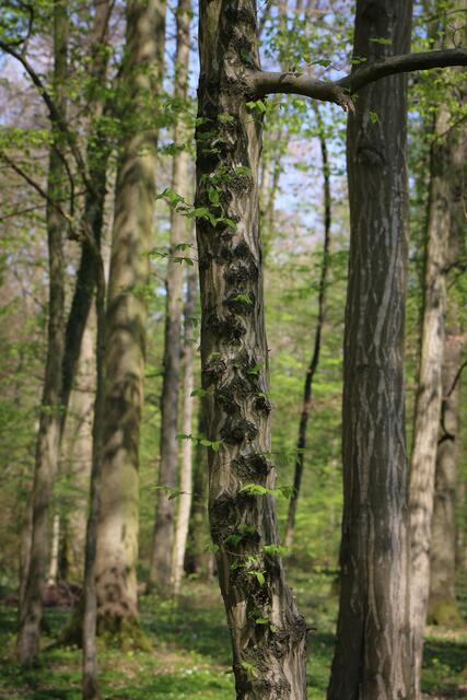 Die Natur zeigt ihren Willen und die Kraft neues Leben zu erwecken....