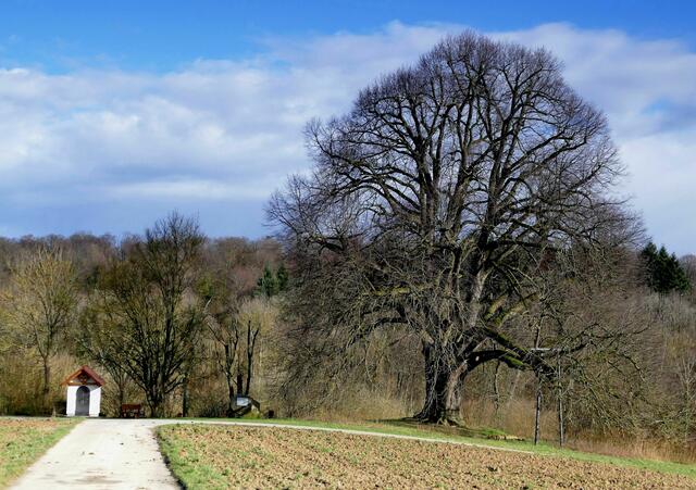 Annalinde, ca. 300 Jahre
