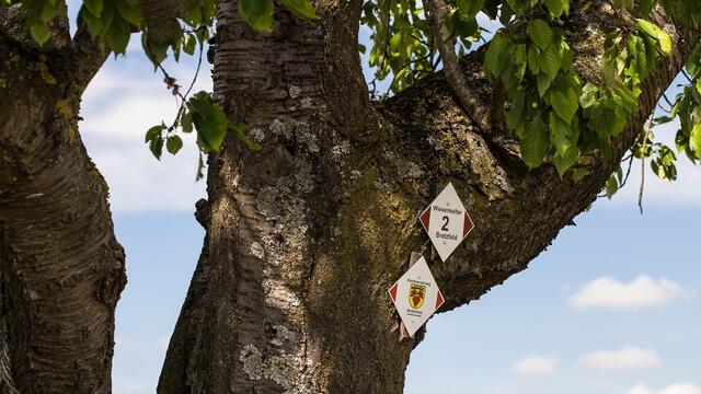 So vielseitig: Schattenspender, Früchte für Vögel und Wegweiser