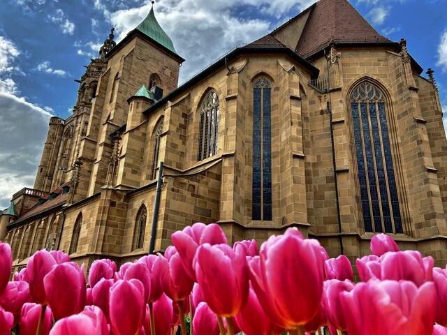 Der Mittelpunkt der Innenstadt: Die Kilianskirche im Tulpenmeer