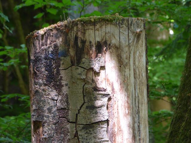 Das Gesicht