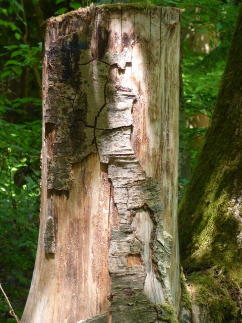 Unheimliche Begegnung im Wanderwald