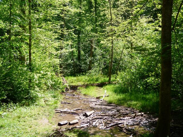 Im Wasser und auf dem Waldboden dürfen die Äste liegen bleiben.