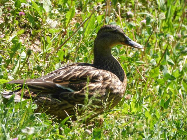 Das Gefieder der Entendame glänzt in der Sonne. Sie wartet am Köpfersee auf ihren Entenmann.