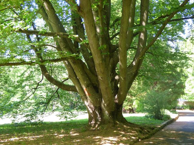 Der gigantische Stamm eines Baumes, der so viel Kraft, Ruhe und Stärke ausstrahlt.