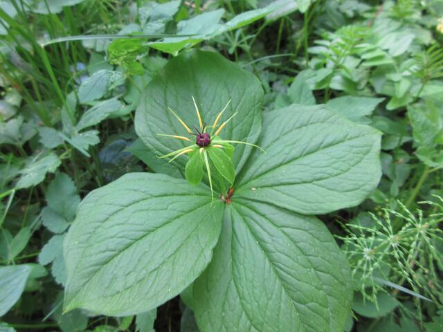 Einbeere, Paris quadrifolia, wobei letztes die 4 Blätter bezeichnet. Warum die Pflanze Paris heißt, könnte aus der griechischen Mytologie stammen: die Göttin der Zwietracht, Eris, wirft den Zankapfel und Aphrodite, Athene und Hera streiten wer die Schönste ist. Die vier Göttinen und Paris die Beere oder Paris und die drei könnte die Blätter sein und die Beere der Apfel... wer weiß das schon