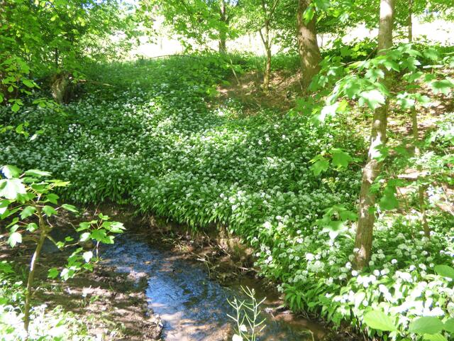 Überall ist der Waldboden mit duftendem Bärlauch bedeckt.