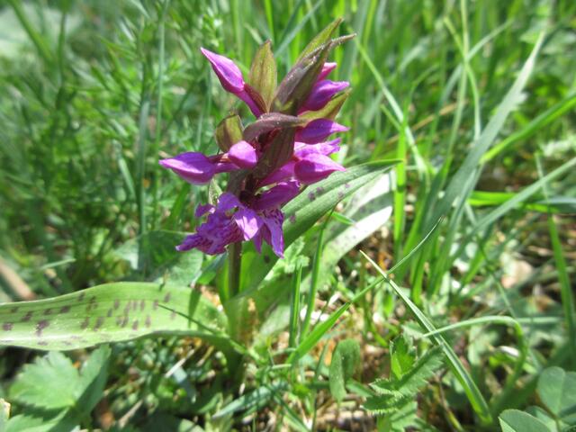 Das Breitblättrige Knabenkraut war Anfang Mai die einzige Orchideenart, die wir gefunden haben.