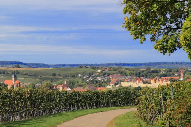 Blick aus den Weinbergen auf Lauffen am Neckar