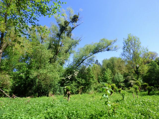 Immer wieder kommt man an Wiesen mit Kopfweiden und auch an diesem mit Misteln bewachsene Baum vorbei.