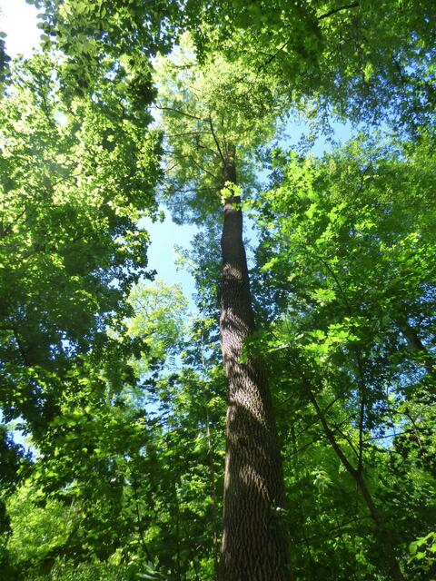 Bäume wachsen bis in den Himmel.