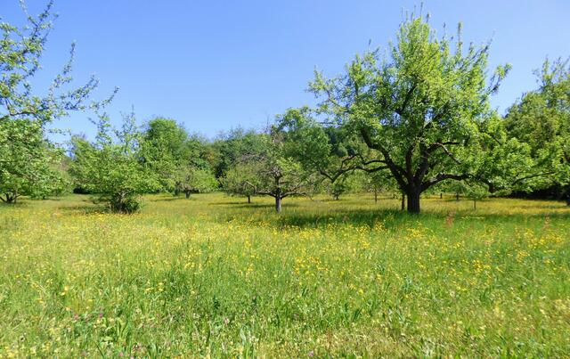 Frühling pur - die Wiese blüht so wunderbar.