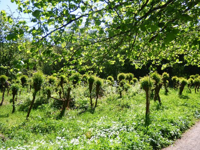 Die Kopfweiden sehen in der Sonne ganz bezaubernd aus.