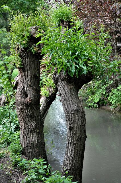 Unterhaltung am Bach