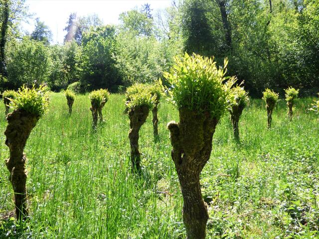 Die muntere Schar der Kopfweiden mit ihren schicken Frisuren - das Heilbronner Wald- und Wiesenballett.