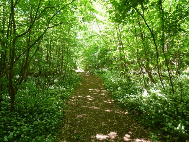 Der Bärlauch breitet im ganzen Köpfertal seine weißblühenden Teppiche aus.