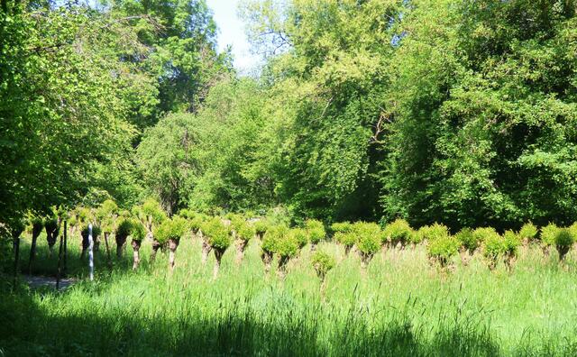 Am Ende der kleinen Tour ein letzter Blick zu den Kopfweiden.
