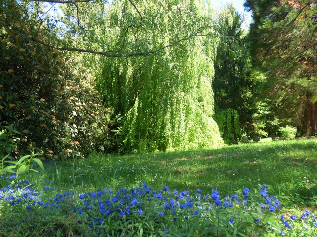 Der Ehrenfriedhof ist wie ein schlichter Park angelegt, mit vielen Bäumen und Sträuchern, viel Grün und immer wieder auch bunten Farbtupfer.