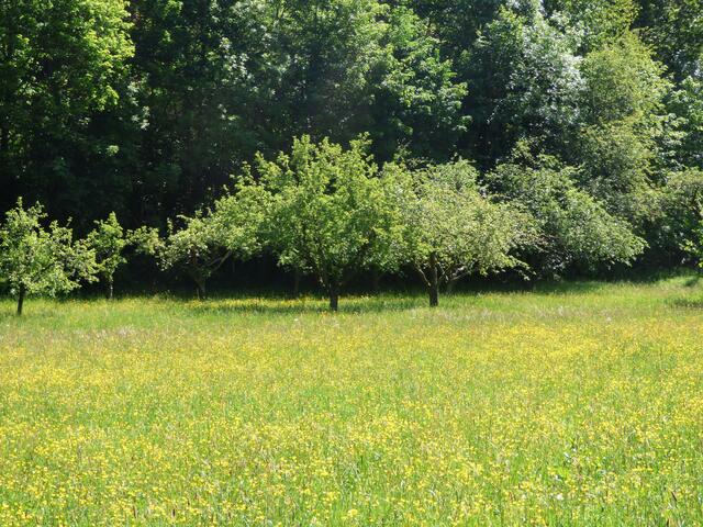 Gelb blühende Frühlingswiesen tun der Seele gut.