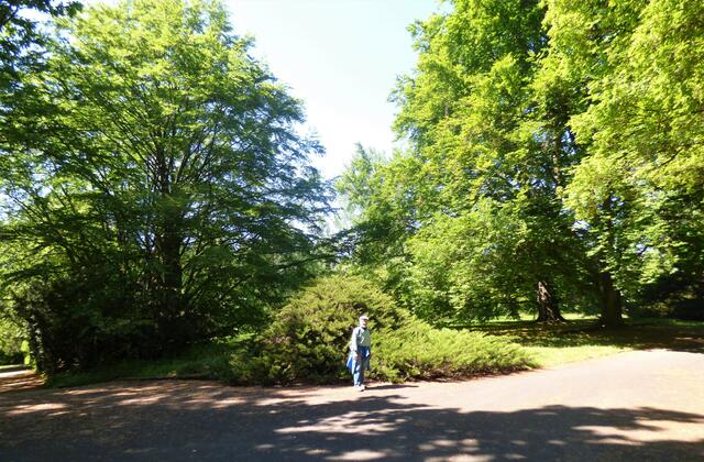 Im Ehrenfriedhof wird hier die Größe der Bäume ganz deutlich.