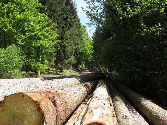 Tolle Einsichten in den Wald, vom Holz her abwechslungsreich.