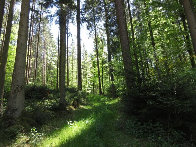 Und immer wieder das tolle Spiel im Wald zwischen Licht und Schatten