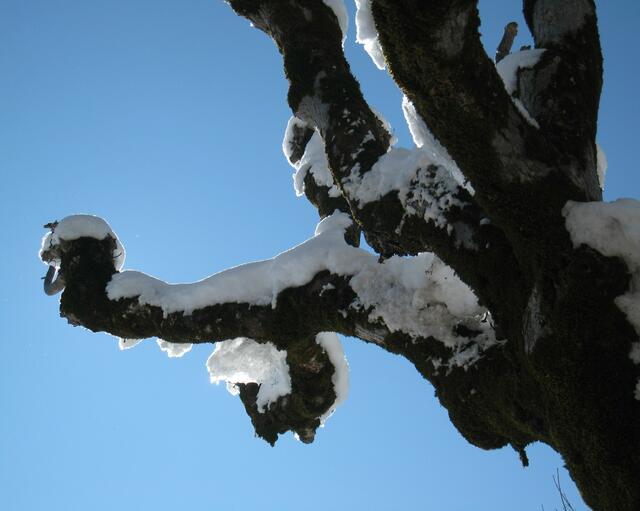 Elefant im Winter