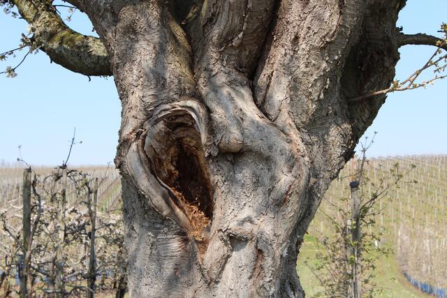 Kirschbaum mit Herz
