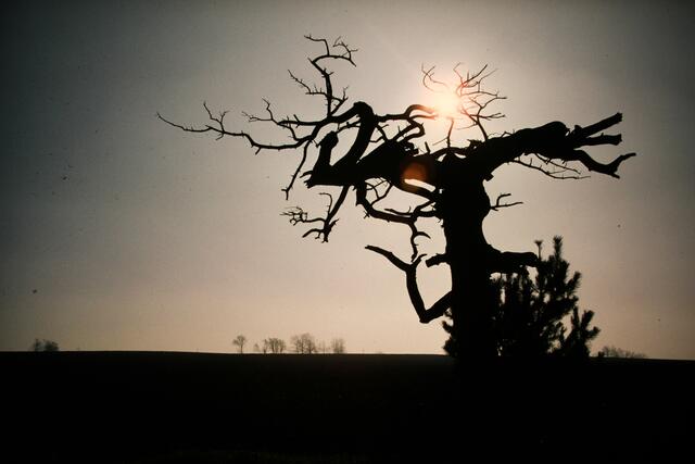 Alter Baum mit Krokodil rechts oben