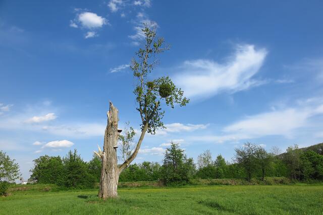 Kämpferischer Baum, obwohl die Krone fehlt hat er sich noch nicht aufgegeben.