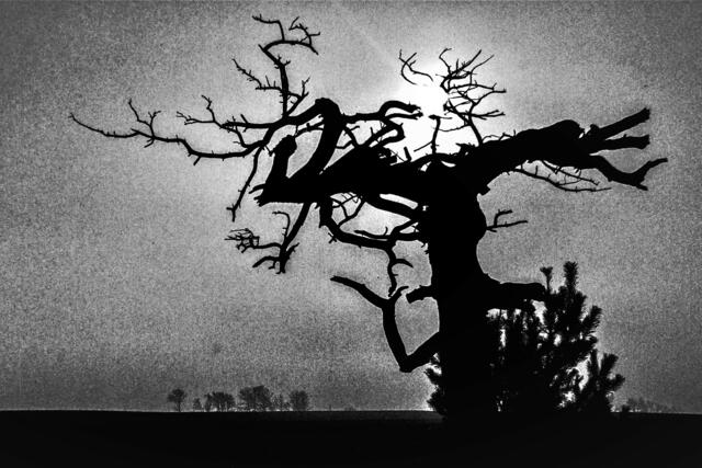 Alter Baum mit Krokodil in körnigen SW