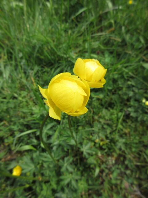 Hier im Tal der Blinden rot sind die Trollblumen relativ klein und zart, aber wunderschön.