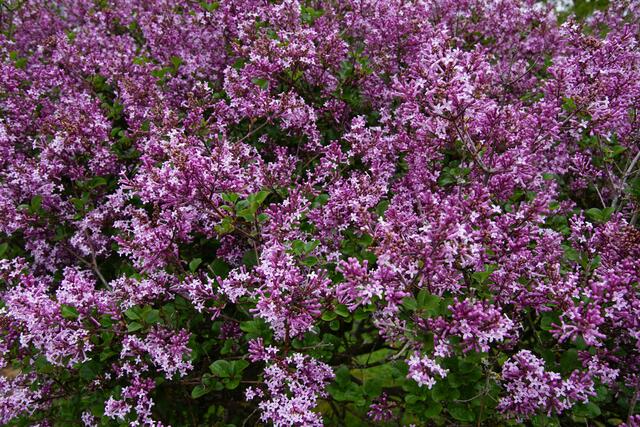 Eintauchen ins Fliederbäumchen
