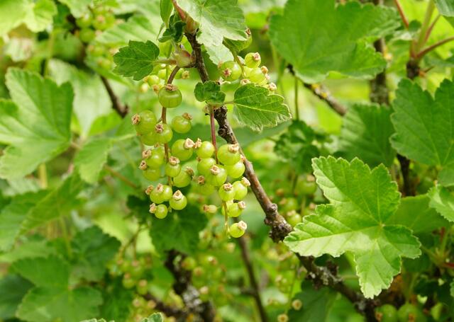Rote Johannisbeere - jetzt noch grün