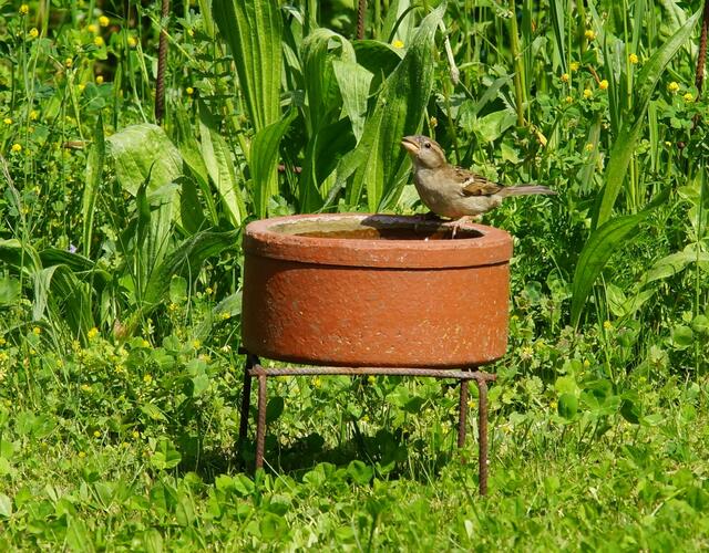 Sperling bei seinem Pool