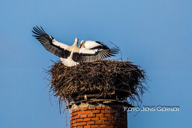 Storch im Landeanflug- Storchennest Gommersdorf