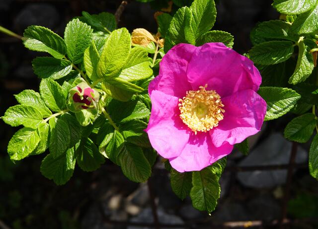 noch eine Heckenrose