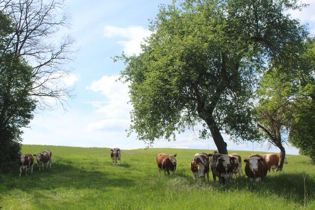 Landleben in Oberndorf
