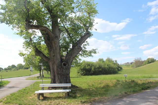 Rast in Oberndorf