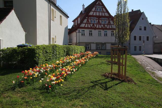 Lauffen blüht