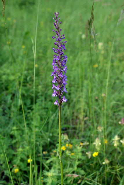 Mückenhändelwurz